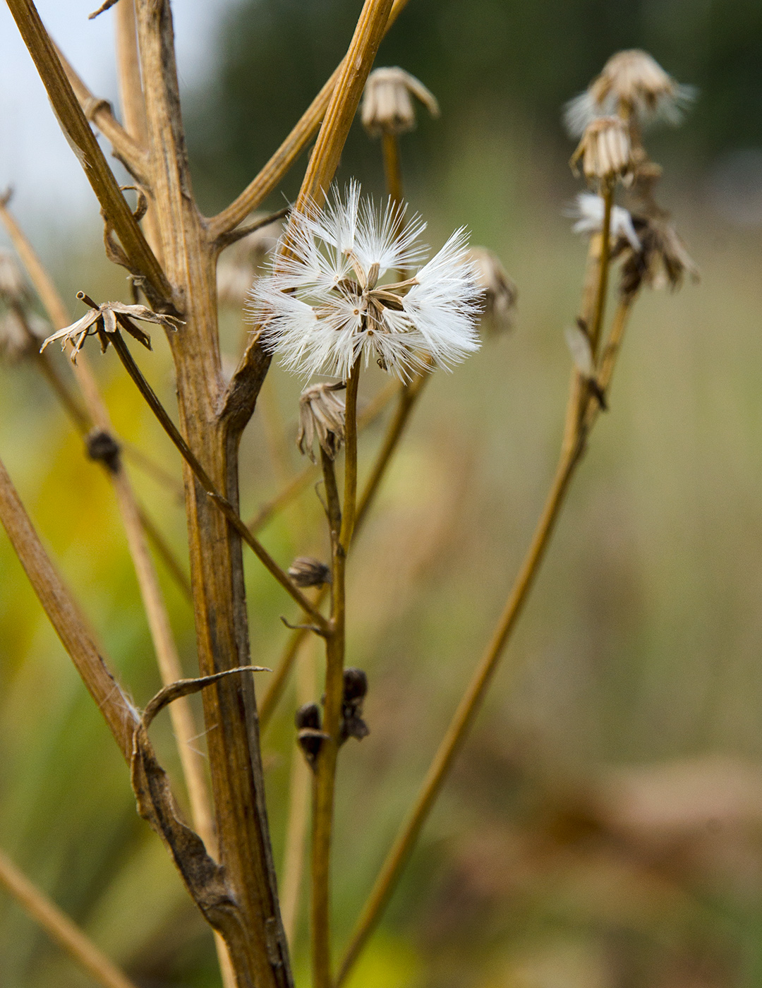 Image of familia Asteraceae specimen.