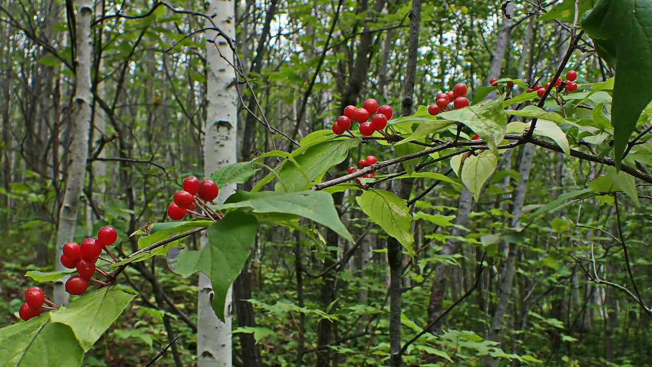 Image of Lonicera chrysantha specimen.