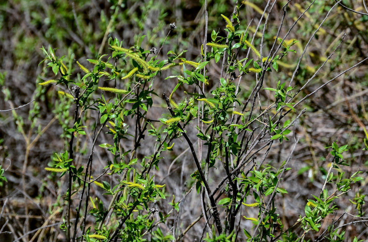 Изображение особи Salix triandra.