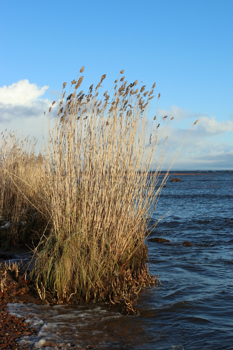 Image of Phragmites australis specimen.