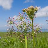 Pimpinella rhodantha