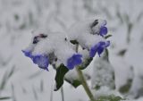 Pulmonaria mollis