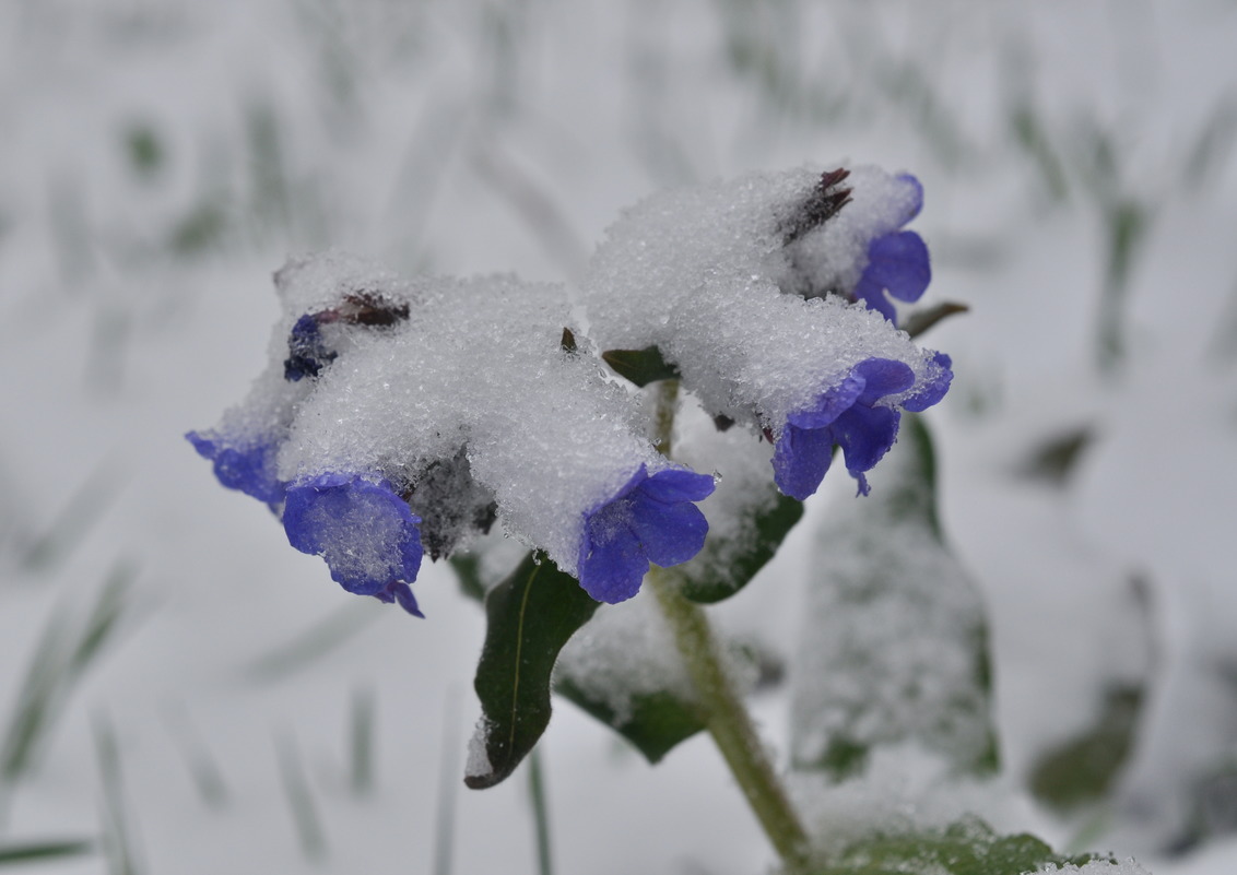 Image of Pulmonaria mollis specimen.