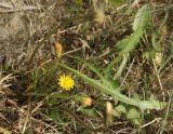 Taraxacum bessarabicum