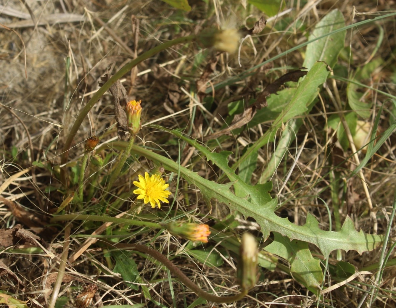 Изображение особи Taraxacum bessarabicum.