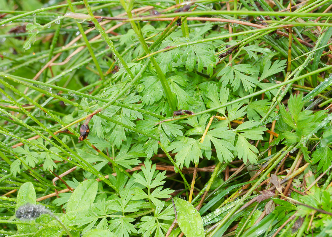 Image of familia Apiaceae specimen.