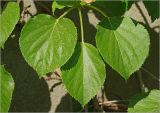 Hydrangea petiolaris