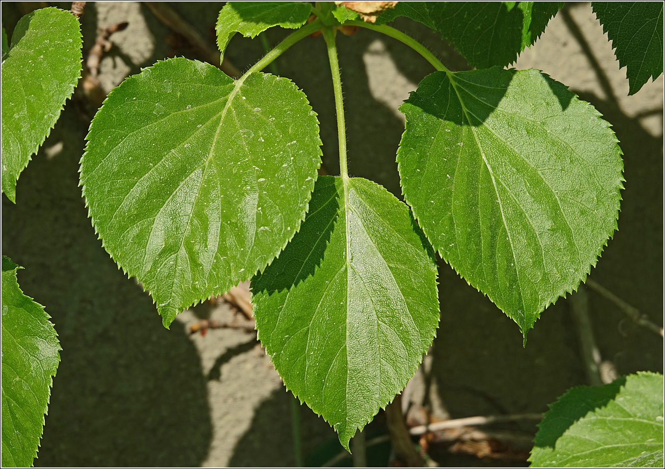 Изображение особи Hydrangea petiolaris.