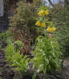 Fritillaria imperialis