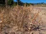 Lepidium perfoliatum. Плодоносящие растения. Крым, Южный Берег, городской округ Алушта, окр. с. Нижняя Кутузовка, возле грунтовой дороги. 02.06.2024.