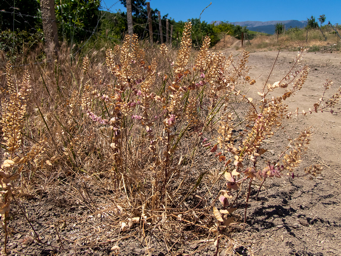 Image of Lepidium perfoliatum specimen.