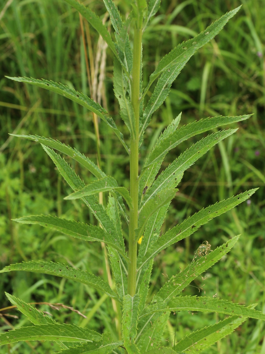 Изображение особи Senecio paludosus.