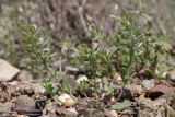 Alyssum simplex