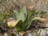 семейство Orchidaceae