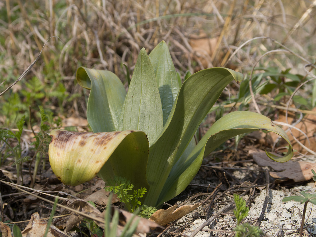 Image of familia Orchidaceae specimen.