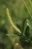 View full-size image Salix triandra