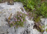 View full-size image Thymus armeniacus