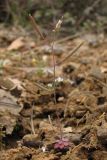 Arabidopsis thaliana. Цветущее и плодоносящее растение. Южный Берег Крыма, гора Аю-Даг. 19 апреля 2011 г.