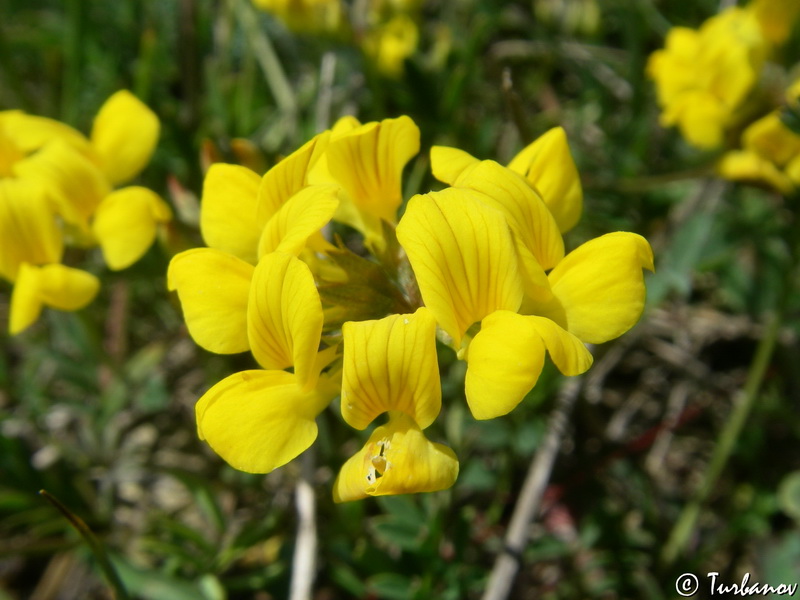 Image of Hippocrepis comosa specimen.