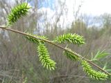 Salix vinogradovii. Ветвь с соплодиями. Ростовская обл., Усть-Донецкий р-н, окр. пос. Огиб. 02.05.2011.