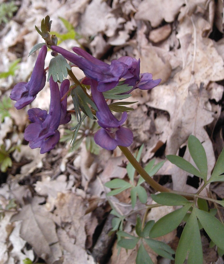 Image of Corydalis solida specimen.