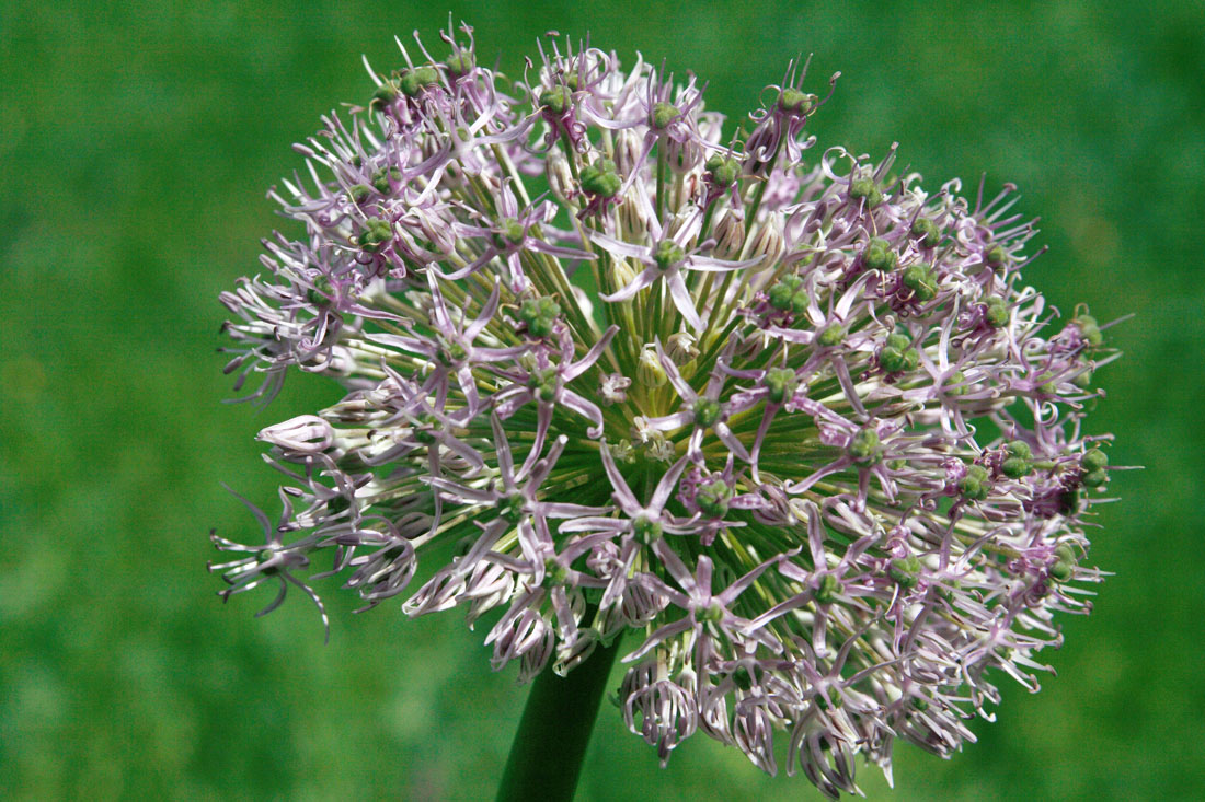 Image of Allium stipitatum specimen.