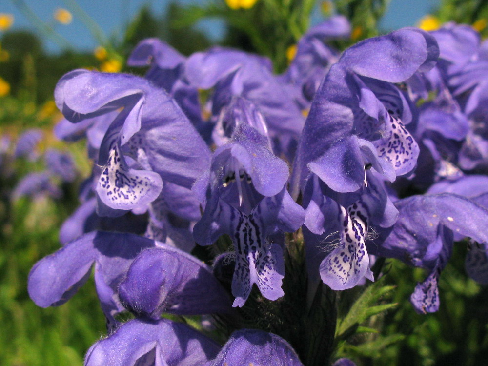 Image of Dracocephalum grandiflorum specimen.