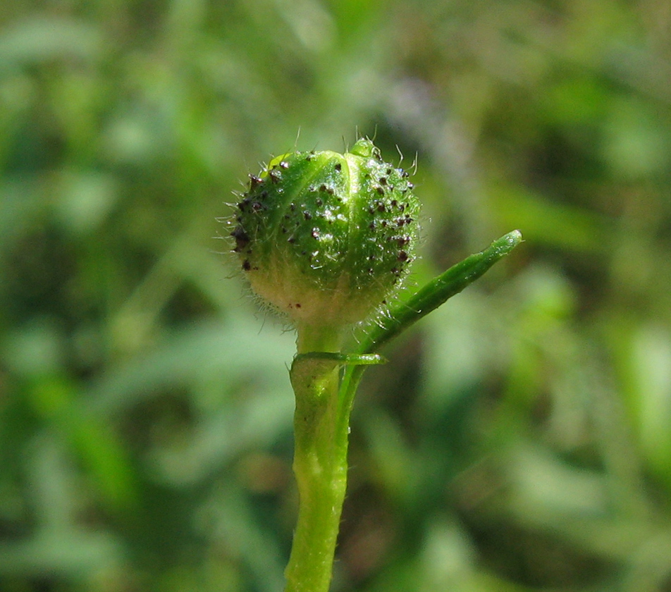 Image of genus Ranunculus specimen.