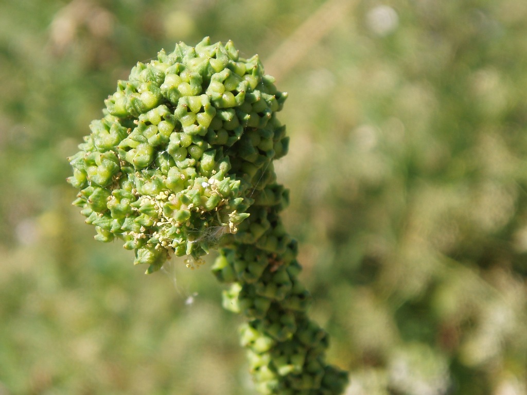 Image of Reseda luteola specimen.