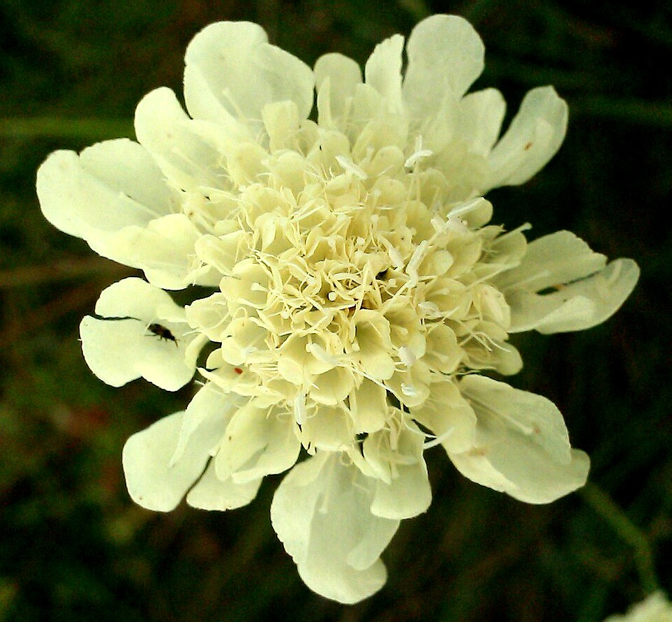 Изображение особи Scabiosa ochroleuca.