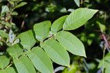 Juglans mandshurica