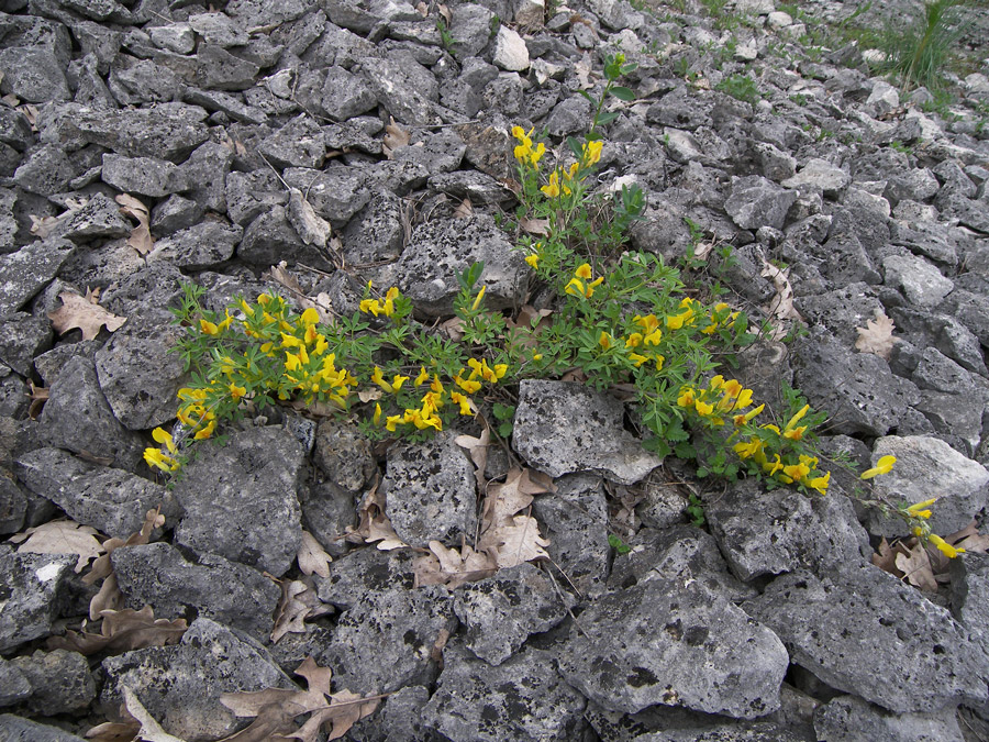 Image of Chamaecytisus colchicus specimen.