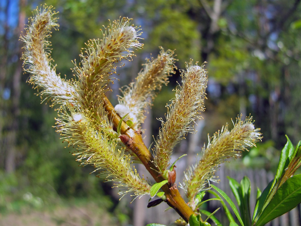 Изображение особи Salix udensis.