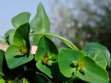 Euphorbia terracina