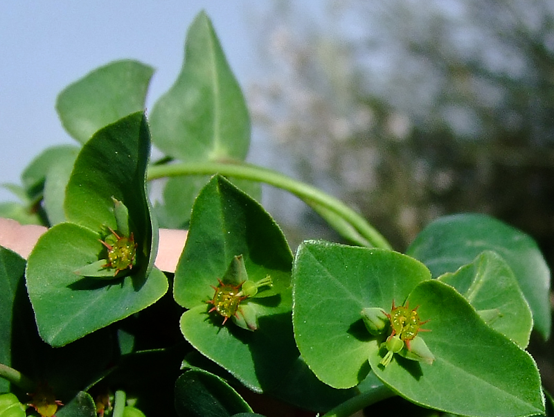 Image of Euphorbia terracina specimen.