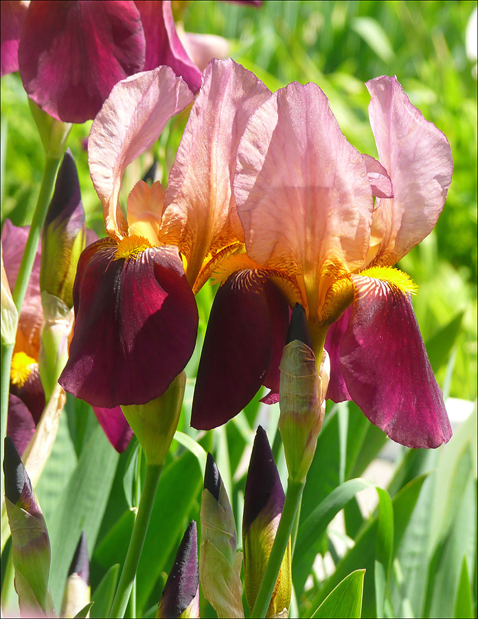 Image of Iris &times; hybrida specimen.