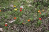 Tulipa tschimganica