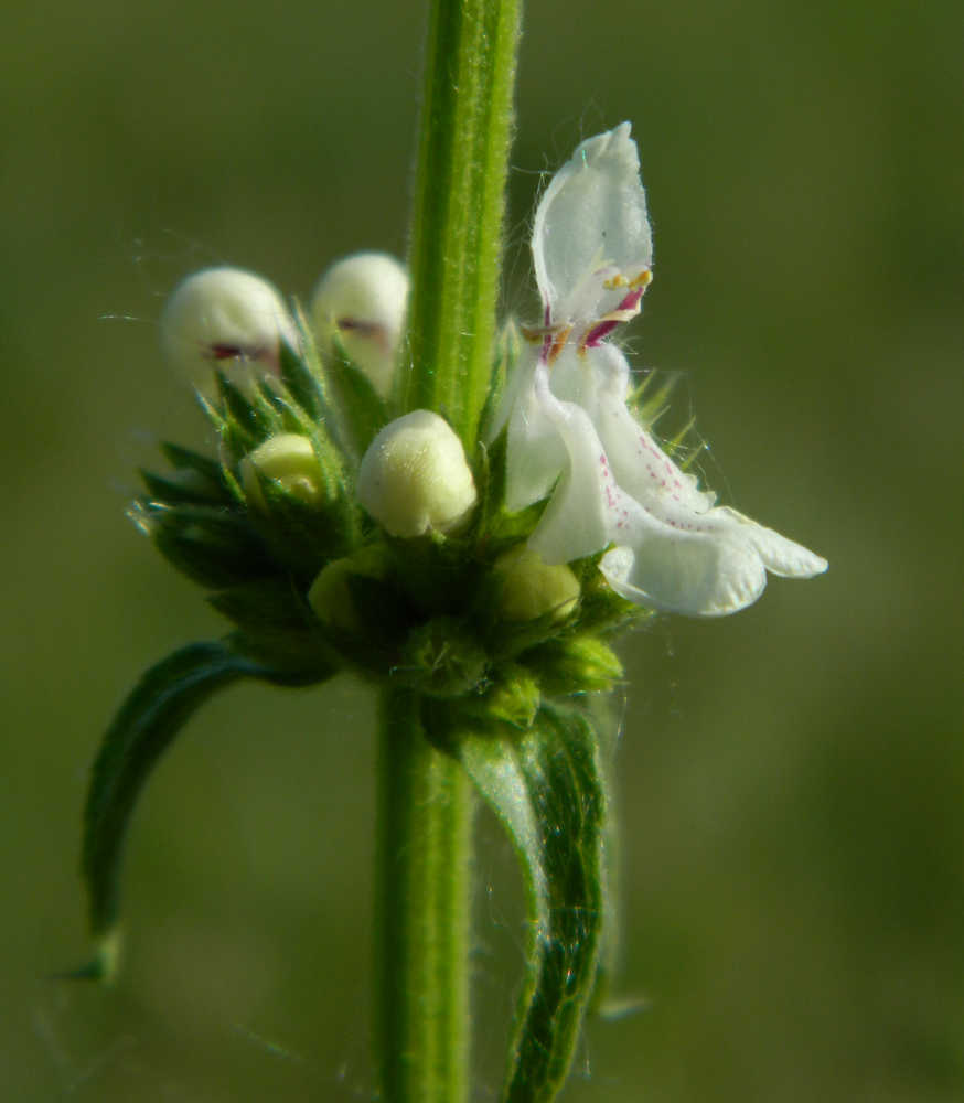 Image of Stachys krynkensis specimen.