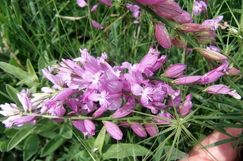 Изображение особи Polygala major.