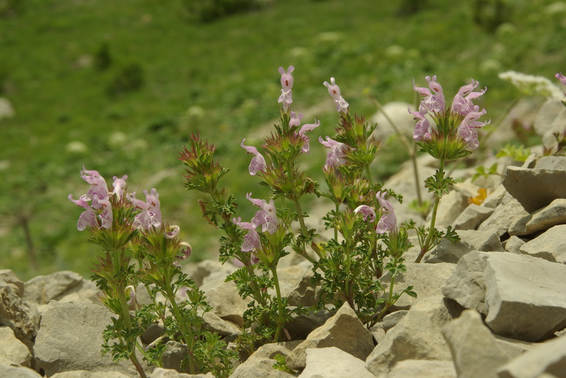 Image of Lamium glaberrimum specimen.