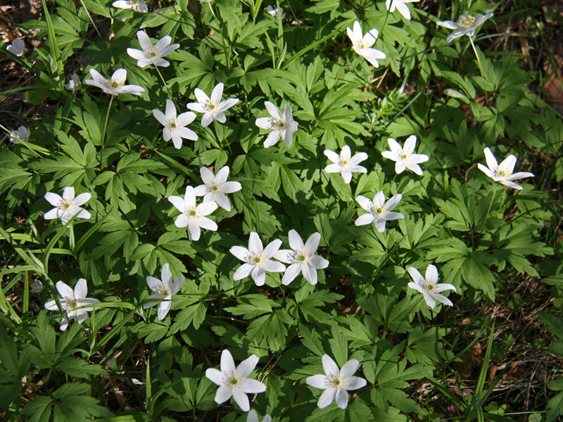 Изображение особи Anemone nemorosa.