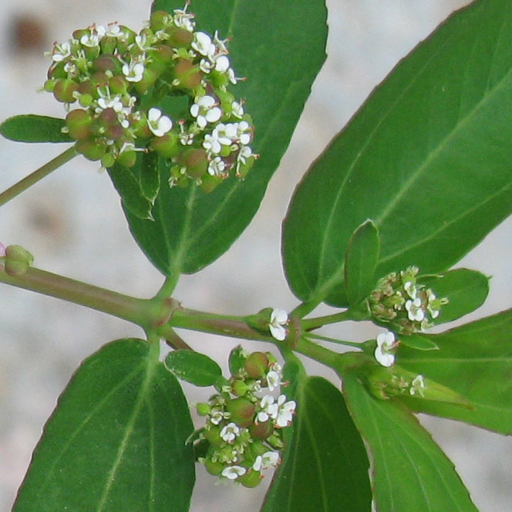 Image of genus Chamaesyce specimen.