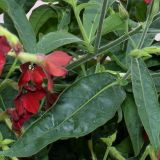 Nicotiana alata. Средняя часть цветущего растения. Германия, г. Krefeld, ботанический сад. 31.07.2012.