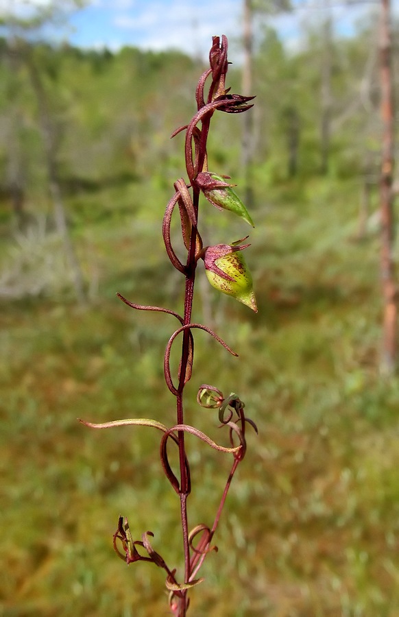 Image of genus Melampyrum specimen.