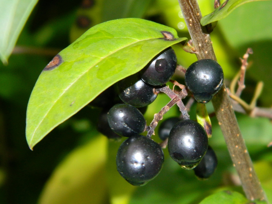 Image of Ligustrum lucidum specimen.