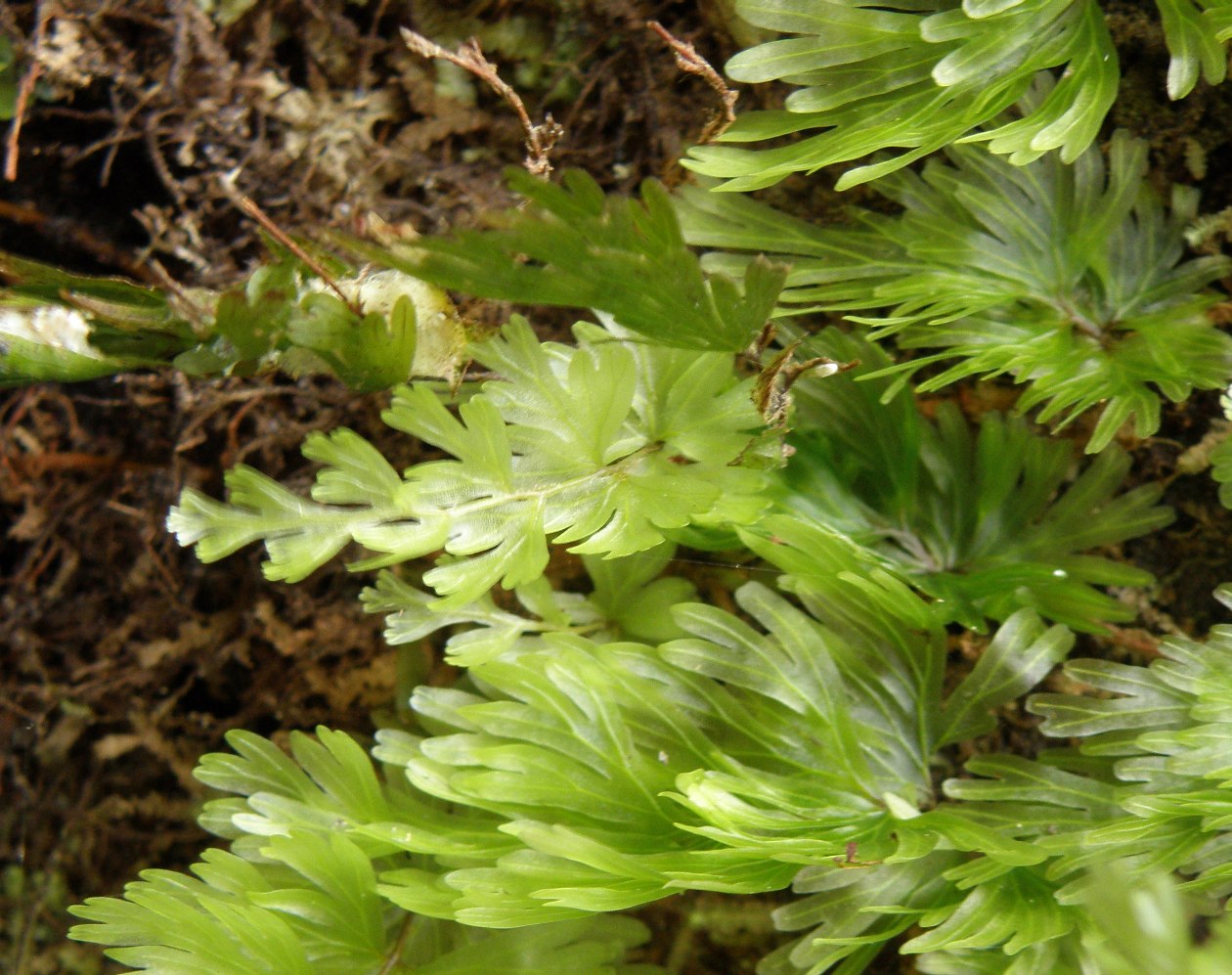 Image of genus Trichomanes specimen.