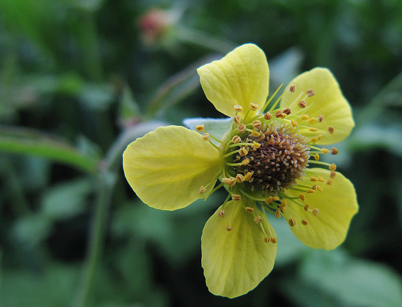 Изображение особи Geum urbanum.