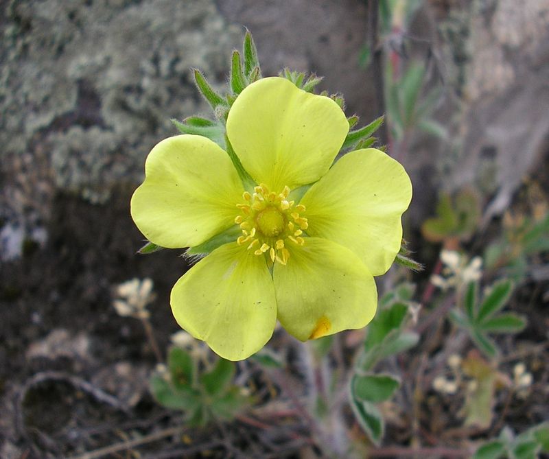 Image of Potentilla astracanica specimen.