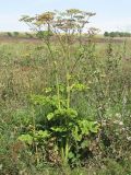 Heracleum sibiricum. Плодоносящее растение. Украина, г. Запорожье, восточнее города, возле воды. 19.08.2011.