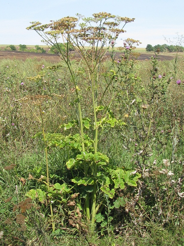 Изображение особи Heracleum sibiricum.